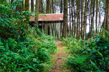 Endonezya 'nın Bogor Ormanı Milli Parkı' nın ortasında Bambu kulübesi. 