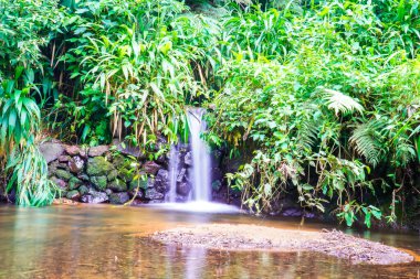Su yosunlu kayaların arasından akıyor.