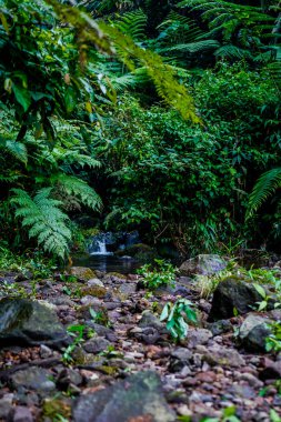 Su yosunlu kayaların arasından akıyor.