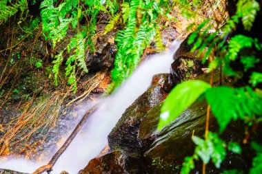 Su yosunlu kayaların arasından akıyor.