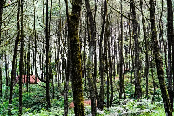 Bogor Batı Java Ormanlarında Gölgeli Büyüyen Çam Ağaçları — Stok fotoğraf