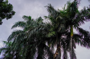 Bulutlu bir gökyüzünde gökyüzüne bakan bir palmiye ağacının alt görüntüsü.