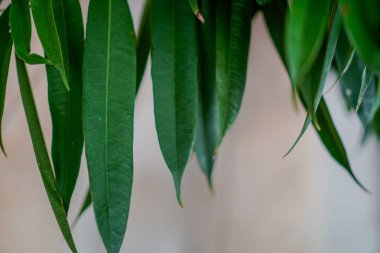 Beyaz arkaplandaki uzun yaprakları kapat.