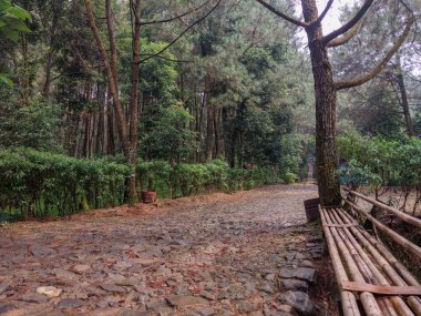 Tropikal ormana ulaşmak için toprak ve kaya yolu erişimi 
