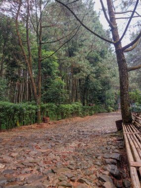 Tropikal ormana ulaşmak için toprak ve kaya yolu erişimi 