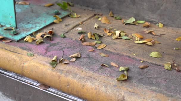 階段に散らばっている乾燥した葉はカラフルです — ストック動画