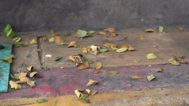 Die Trockenen Blätter Die Auf Der Treppe Verstreut Sind Sind — Stockvideo
