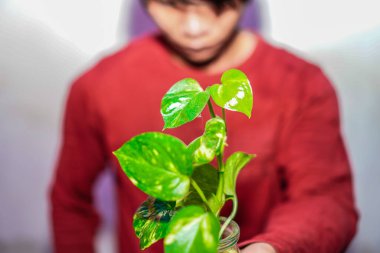 Ivory Betel fabrikası. Kırmızılı bir adam tarafından tutulmuş. Ön taraftan görülmüş..