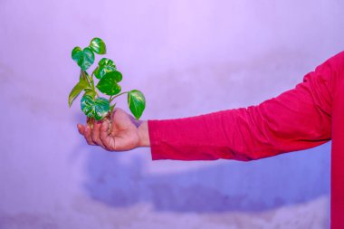 Beyaz arka planda bir kavanozda çiçek tutan bir el..