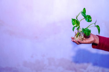 Beyaz arka planda bir kavanozda çiçek tutan bir el..