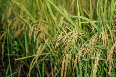Hasattan önce pirinç tarlasına yakın bir manzara..