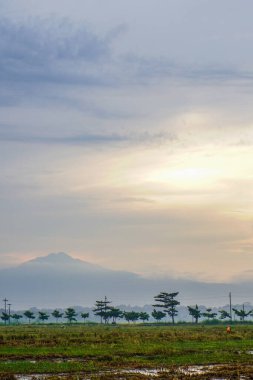 Hasattan sonraki pirinç tarlalarının panoramik görüntüsü ve arka planda dağın yanındaki güneş doğumu. boş alanla izole edilmiş.