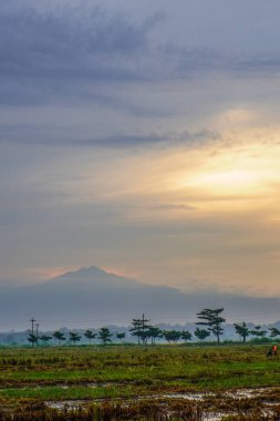 Hasattan sonraki pirinç tarlalarının panoramik görüntüsü ve arka planda dağın yanındaki güneş doğumu. boş alanla izole edilmiş.