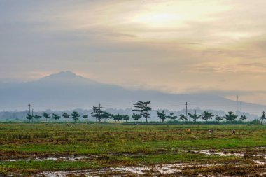 Hasattan sonraki pirinç tarlalarının panoramik görüntüsü ve arka planda dağın yanındaki güneş doğumu. boş alanla izole edilmiş.