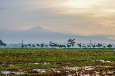 Hasattan sonraki pirinç tarlalarının panoramik görüntüsü ve arka planda dağın yanındaki güneş doğumu. boş alanla izole edilmiş.