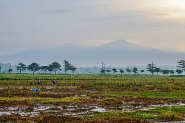 Hasattan sonraki pirinç tarlalarının panoramik görüntüsü ve arka planda dağın yanındaki güneş doğumu. boş alanla izole edilmiş.