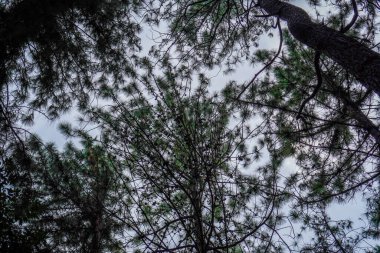 Gökyüzüne karşı kauçuk bir ağacın alttaki görüntüsü.