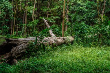 Vahşi otlarla çevrili bir ormanın ortasında devrilmiş bir ağacın yakın çekimi..