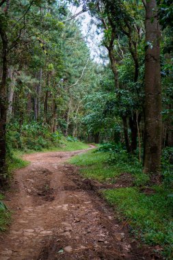 Ormanın derinliklerine ulaşmak için küçük bir toprak ve kaya yolu. Yolun kenarında büyüyen kauçuk ağaçları..