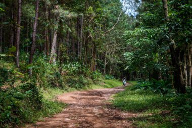 Jepara, Central Java, 17 Nisan 2024 - motorsiklet sürücüleri kayalık toprak yolda kauçuk bir ormandan geçiyorlar..