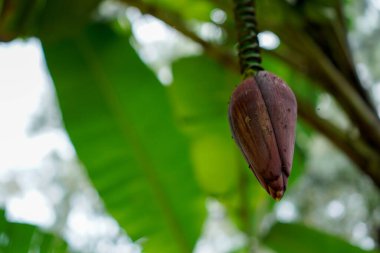 Fotokopi için bulanık bir arka plan üzerine seçici odaklı bir muz çiçeğinin yakın plan görüntüsü.