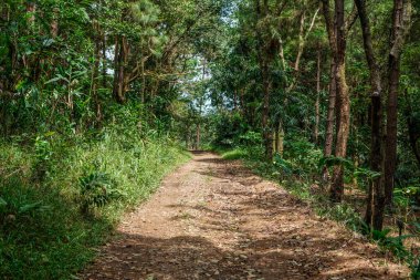 Ormanın derinliklerine ulaşmak için küçük bir toprak ve kaya yolu. Yolun kenarında büyüyen kauçuk ağaçları..