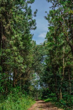 Ormanın derinliklerine ulaşmak için küçük bir toprak ve kaya yolu. Yolun kenarında büyüyen kauçuk ağaçları..