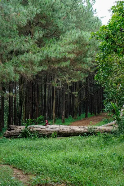 Arka planda yolu olan güzel bir orman ve devrilmiş bir ağacın arkasında türbanlı bir kadın..