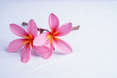 Frangipani çiçeği, reklam fotokopisi için boş alanı olan beyaz üzerine izole edilmiş..