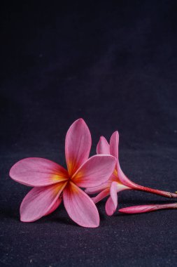 Frangipani çiçekleri, fotokopi için boş alanı olan siyah renkte izole edilmiş..