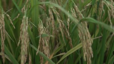 Hasattan önce pirinç tarlasına yakın bir manzara..