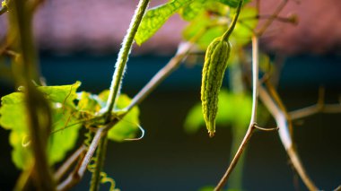 Genç kavun sebzeleri tarlada bulanık bir geçmişi var..