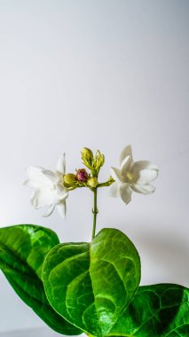 yasemin çiçeği beyaza izole edilmiş, arkaplan ise kopyalama alanı.