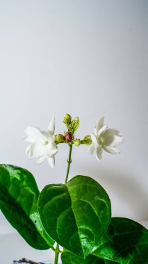 yasemin çiçeği beyaza izole edilmiş, arkaplan ise kopyalama alanı.