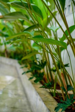 Anubias hastifolia süs bitkisi çimento kabında paralel dikilmiş..