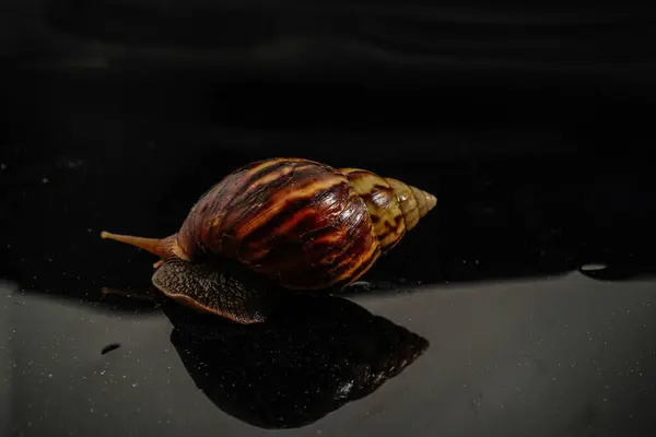 bahçe salyangozu siyah renkli izole edilmiş..