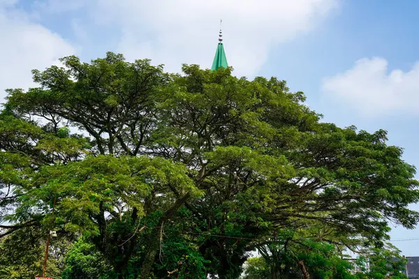 Stock image a large trembesi tree with a mosque tower at the end of the tree, with a sky background for photocopy space.