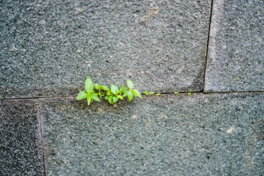  Doğal taş duvardaki çatlaklarda büyüyen bitkilerin yakın görüntüsü.