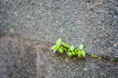  Doğal taş duvardaki çatlaklarda büyüyen bitkilerin yakın görüntüsü.
