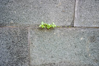  Doğal taş duvardaki çatlaklarda büyüyen bitkilerin yakın görüntüsü.