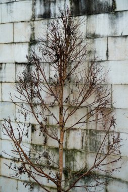 beyaz tuğla duvar zemininde izole kuru ağaç, sonbahar konsepti.