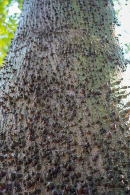 Ağaç gövdesinin her tarafında dikenler olan ipek iplik ağacı.