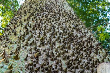 Ağaç gövdesinin her tarafında dikenler olan ipek iplik ağacı.