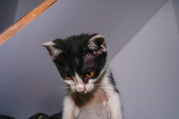 Sersemlemiş bir kedi yavrusunun yakın çekimi. Siyah beyaz bir kedi yavrusunun portresi..