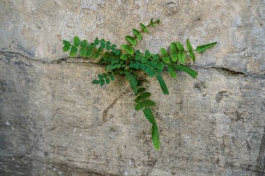 Plants grow in cracks in cracked building walls with empty advertising spaces. clipart