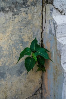 Çatlak bina duvarlarında çatlaklar içinde büyüyen bitkiler..