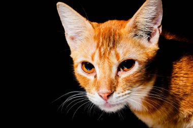 Siyah üzerine izole edilmiş turuncu kedi yüzünü kapatın. Kedi çok sevimli ve dost canlısı bir ifadeye sahiptir..