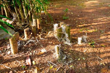 Avlu bambu kütüğüne yakın çekim.