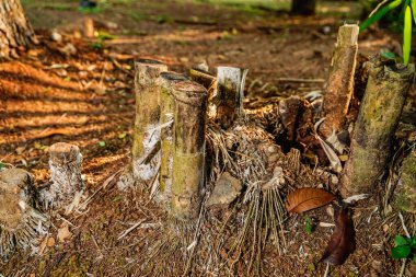 Avlu bambu kütüğüne yakın çekim.