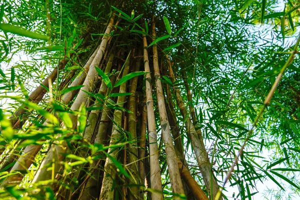 stock image bamboo tree in the yard, Lush forests with bamboo, green leaves and a variety of plants.